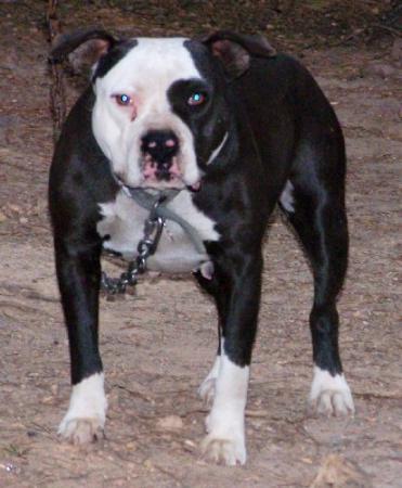 Mountain Creek'S Starry Eyed Venus Of York | American Pit Bull Terrier 