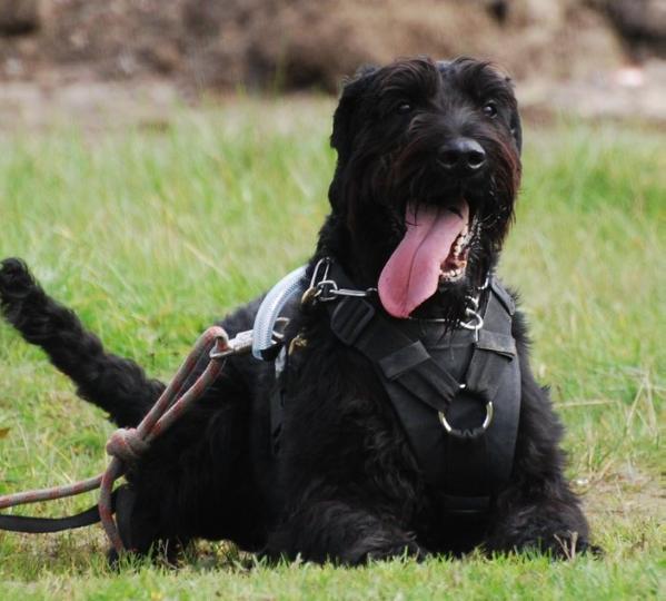 Åkerblommans Pharos Dancimeras | Giant Schnauzer 