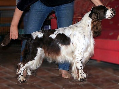 Adamant'S lucky strike | English Springer Spaniel 