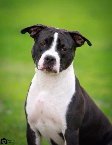 California Vellori Dream | American Staffordshire Terrier 