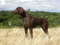 Ariane du Clos des Morandes | German Shorthaired Pointer 