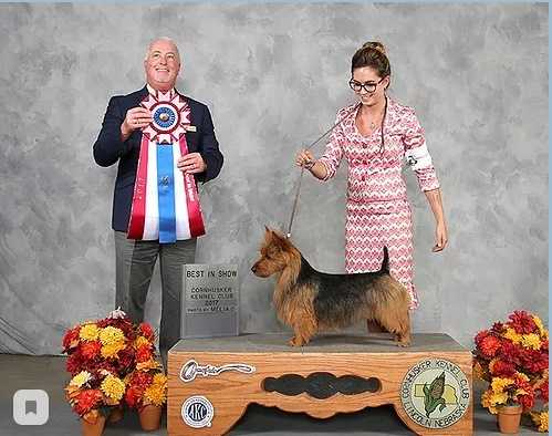 Temora Say It With Bacon | Australian Terrier 