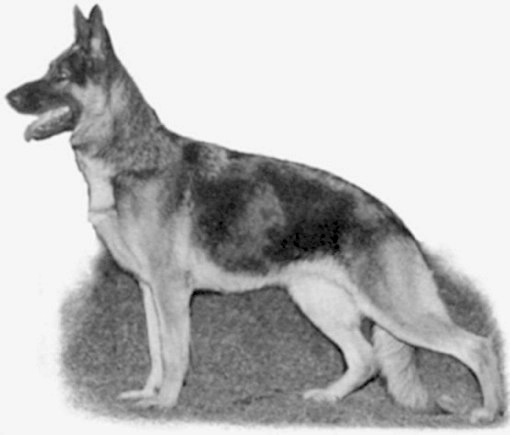 Centennials Dirty Sally | German Shepherd Dog 