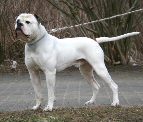 Von Avalon Jethro | American Bulldog 