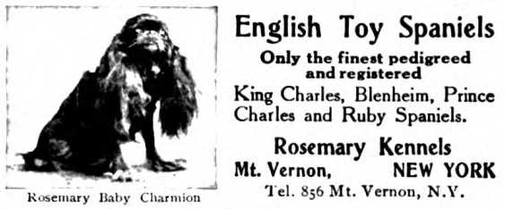 Rosemary Baby Charmion (c.1908) | English Toy Spaniel 