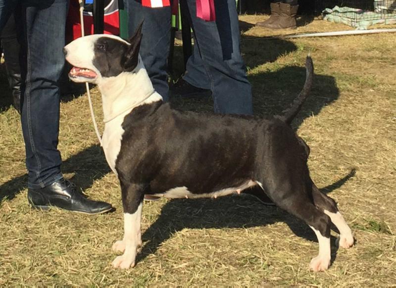 Anathema Extragang | Bull Terrier 