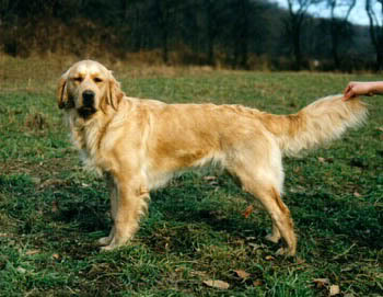 Aprilia Zlate Slnko | Golden Retriever 