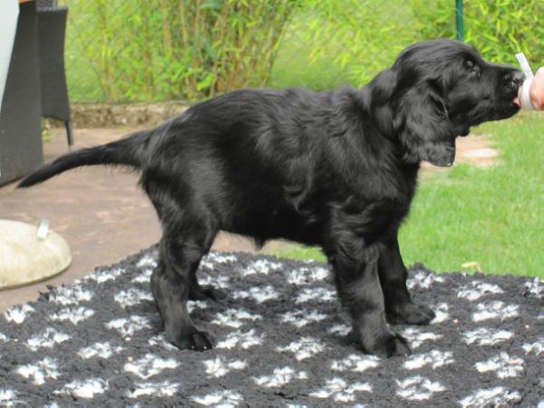 Amazing Dream of Kotten Forest | Flat-Coated Retriever 