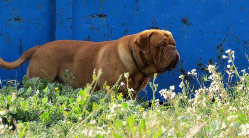 Sanddog Boss | Dogue de Bordeaux 