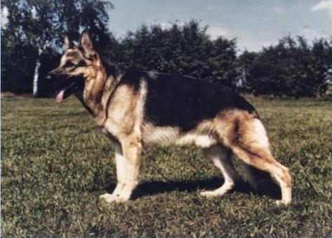 Jonny von der Rheinhalle | German Shepherd Dog 