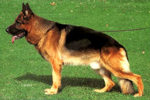 Ursus von Batu | German Shepherd Dog 