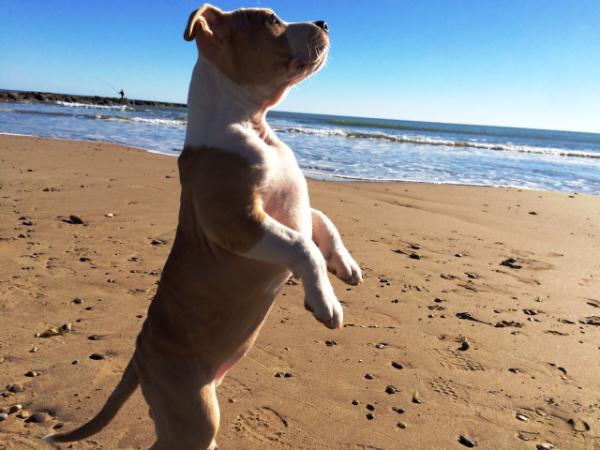 Brave Fast Izara Proserpina | American Staffordshire Terrier 
