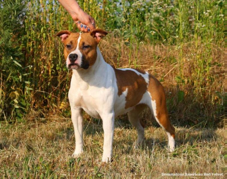 Dreamstone American Red Velvet | American Staffordshire Terrier 
