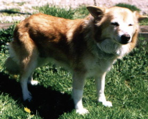 Repeta's Brynhild | Icelandic Sheepdog 