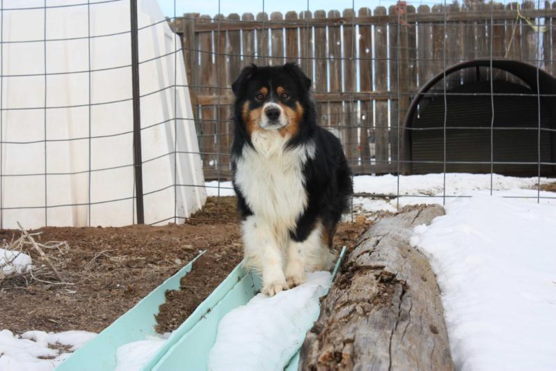 Iron Rose Shine Your Pants | Australian Shepherd 