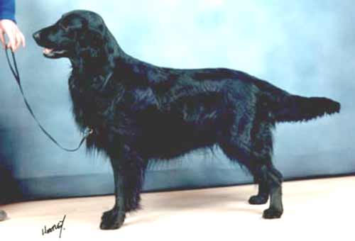 Shargleam Kestrel | Flat-Coated Retriever 