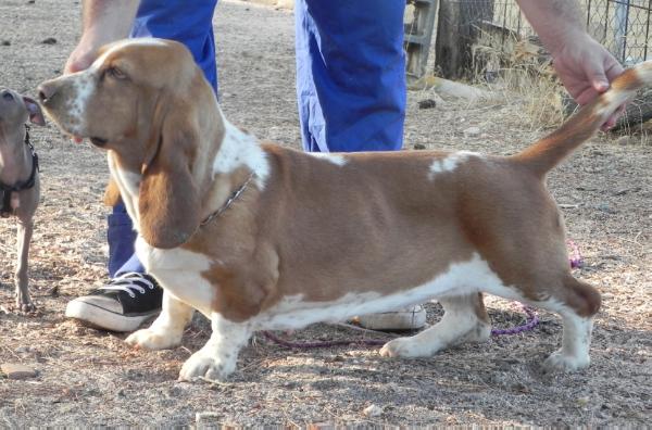 Dinamita Pa´los Pollos de Los Banzos | Basset Hound 