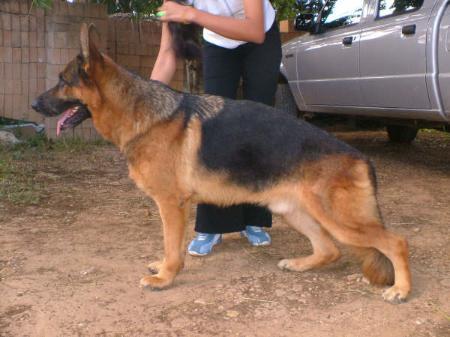Tamaro vom Bierstadter Hof | German Shepherd Dog 
