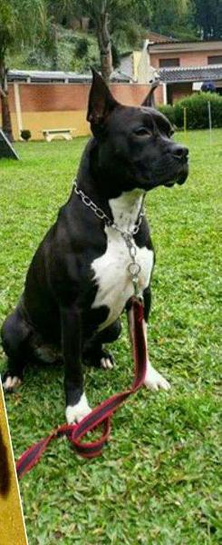 ALOHA EURAM NEW KRAFTFELD | American Staffordshire Terrier 