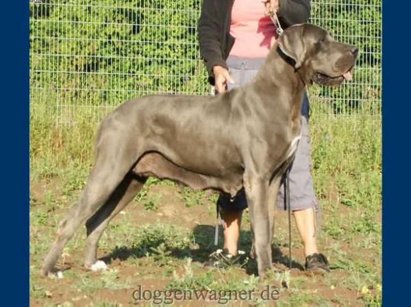 Weinkönigin Vom Hause Wagner | Great Dane 