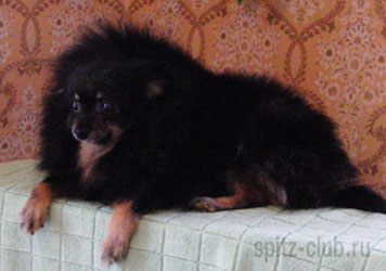 Darinka Moravia Dax | Pomeranian 