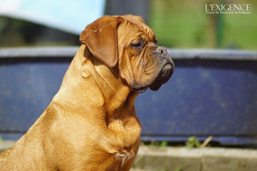 Quality de l'exigence | Dogue de Bordeaux 