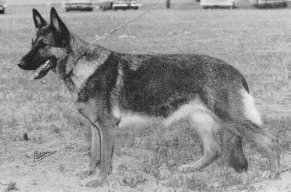 Mascha vom Stuhri-Gau | German Shepherd Dog 