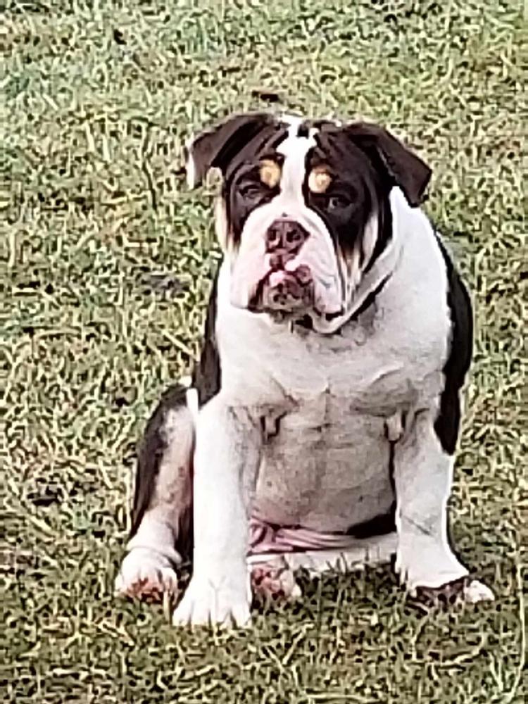 God &amp; Goddesses' Deiter | Olde English Bulldogge 