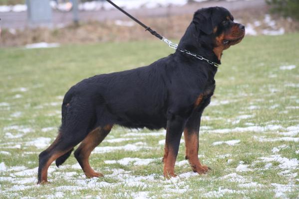 Lilla Kao Bumbarin | Rottweiler 