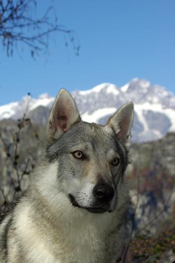 Fuoco colle del lupo | Czechoslovakian Wolfdog 