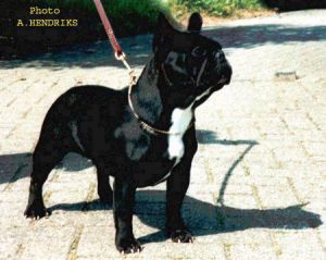 Blossom Bloom V.D. Zuylenstede | French Bulldog 