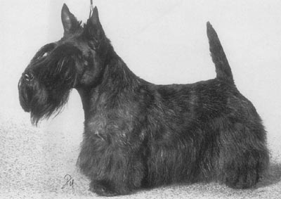 Raglan Rio Grande | Scottish Terrier 