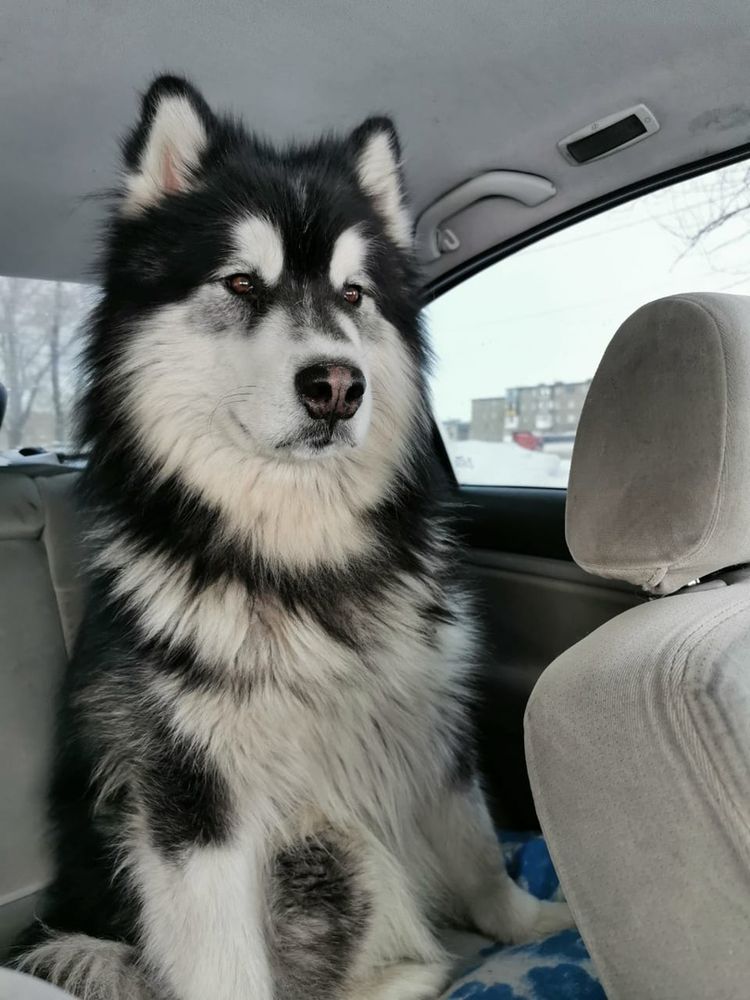 Bard-Nord | Alaskan Malamute 