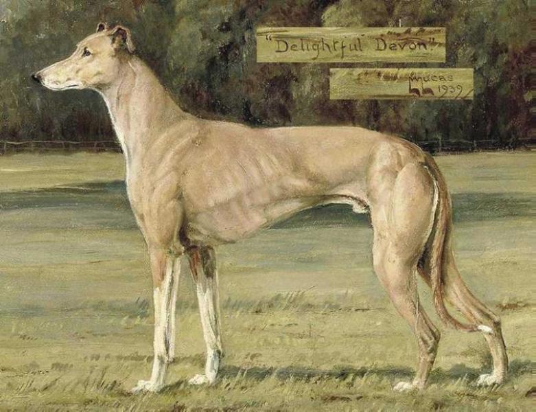 Delightful Devon | Greyhound 