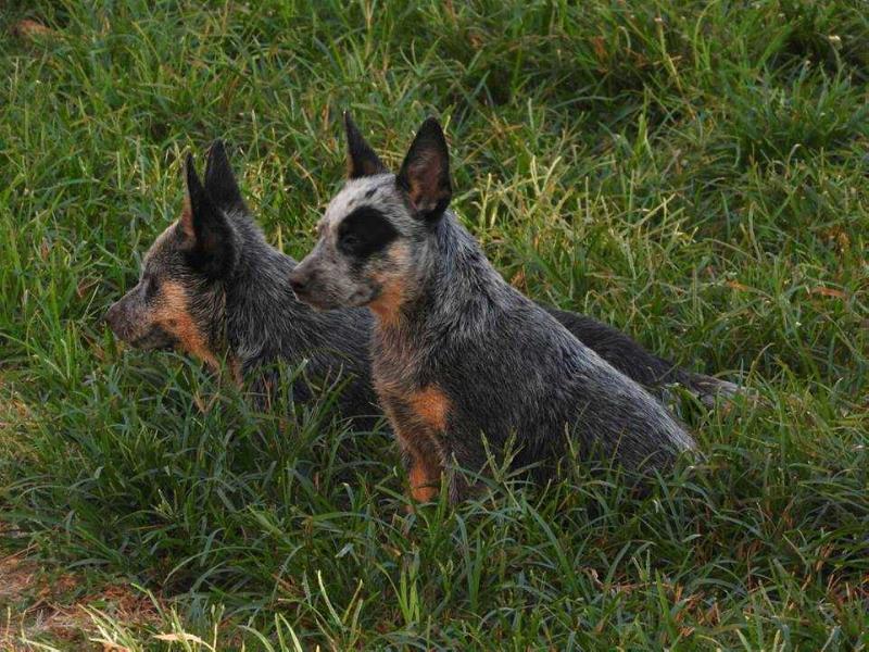 JUJUBA BLUE HEELER SELIVON | Australian Cattle Dog 