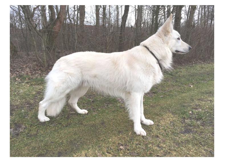 Aron vom Enzkreis (Tommy) | White Swiss Shepherd Dog 