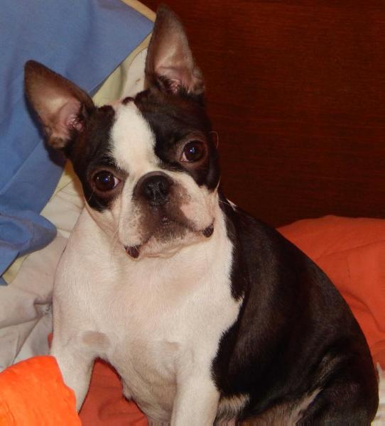Give me a kiss beauty gremlins | Boston Terrier 