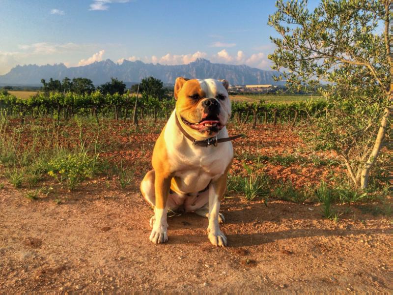 Dani Bulls' Thai | American Bulldog 