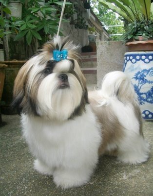 Bel de la Cueva | Shih Tzu 