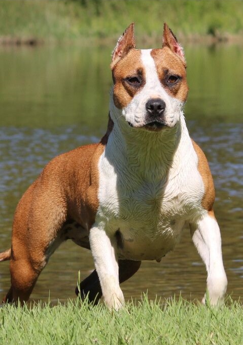 Blood of kings Need for Speed | American Staffordshire Terrier 