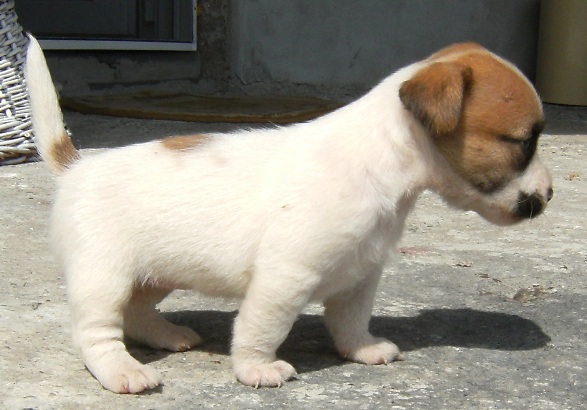 Fanguard Betty | Jack Russell Terrier 