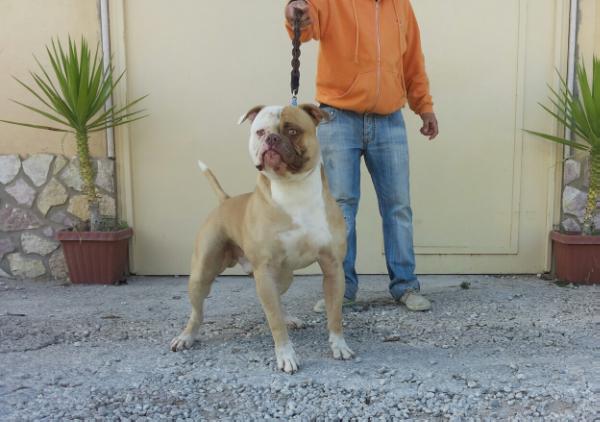 Goodfellas PEDRO of Bomberbulls | American Bulldog 