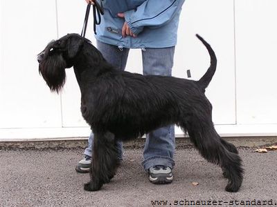 Finesse od Kobyliho potoka | Standard Schnauzer 