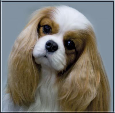 Pinecrest Rock The Boat | Cavalier King Charles Spaniel 