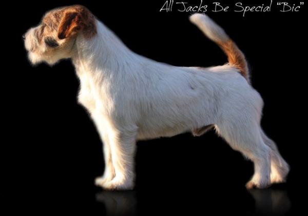 All Jacks Be Special "Bic" | Jack Russell Terrier 