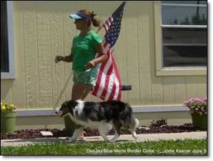 Deejay at Real Pearl | Border Collie 