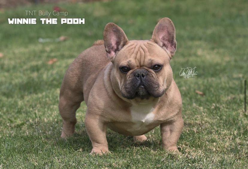 TNT Winnie the Pooh | French Bulldog 