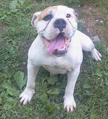 K&amp;W's Danielle's Suger | Olde English Bulldogge 