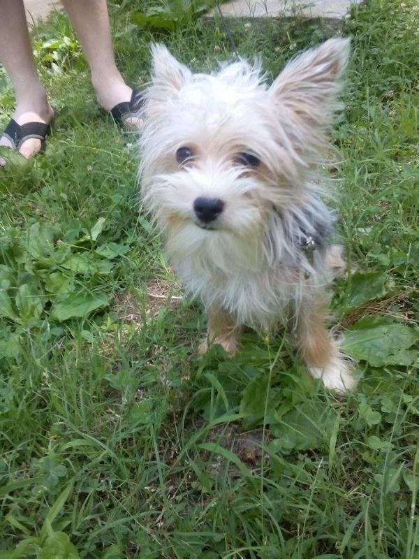 Apollo Tucker Coleman | Yorkshire Terrier 