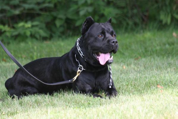 Renegade's Dozer | Cane Corso 